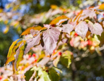 A flowering dogwood’s leaves turning in early October of 2025 at the Pennypack Ecological Trust Preserve in Montgomery County, Pa. (Kimberly Paynter/WHYY)