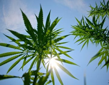 hemp plants outdoors