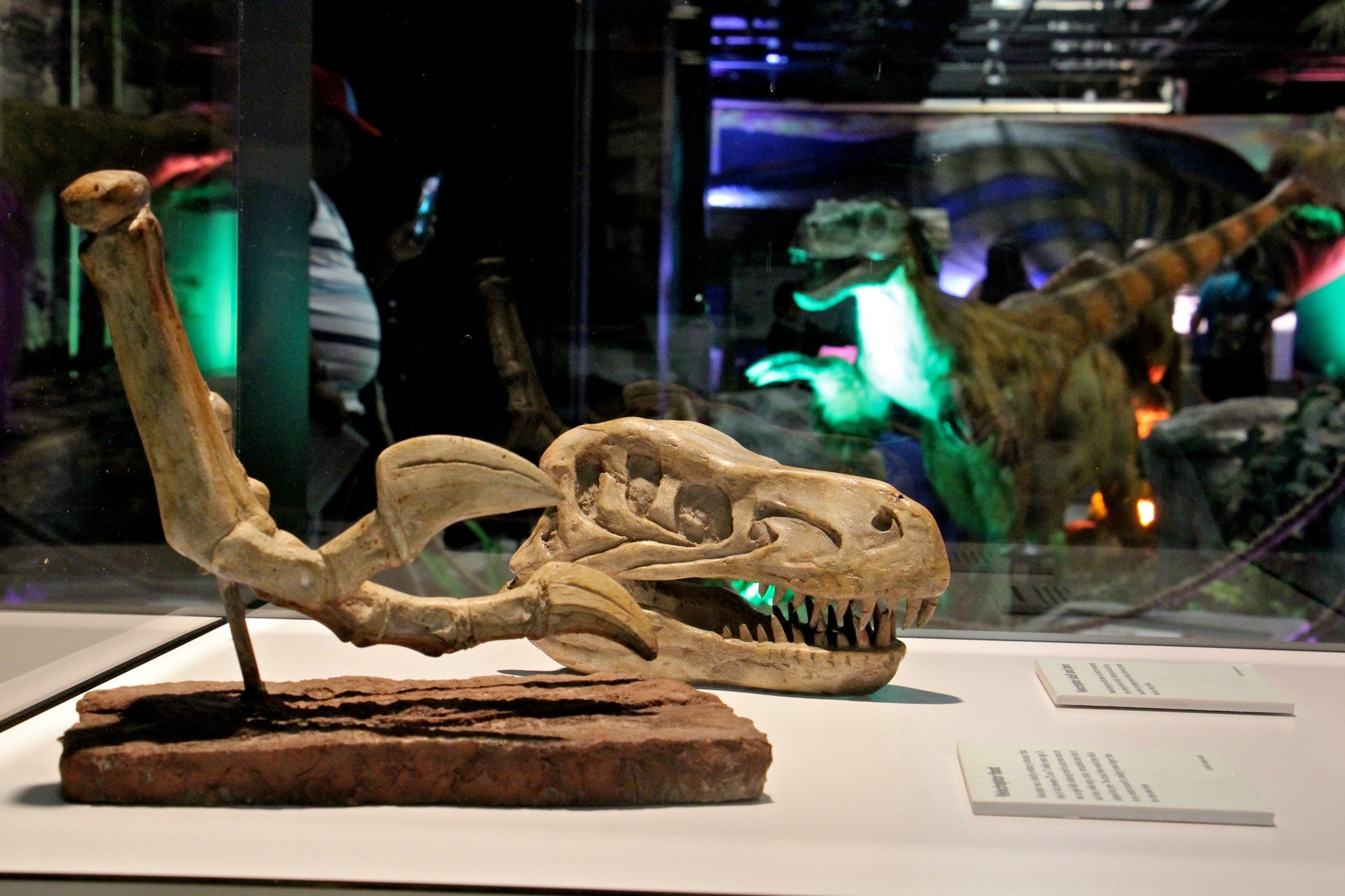 An animatronic velociraptor