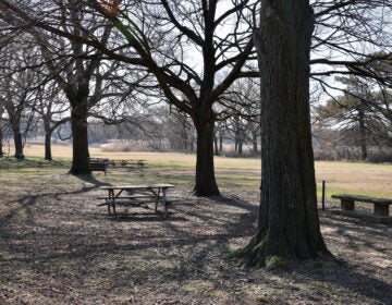 Mature trees shade a picnic area which is slated to become a soccer field
