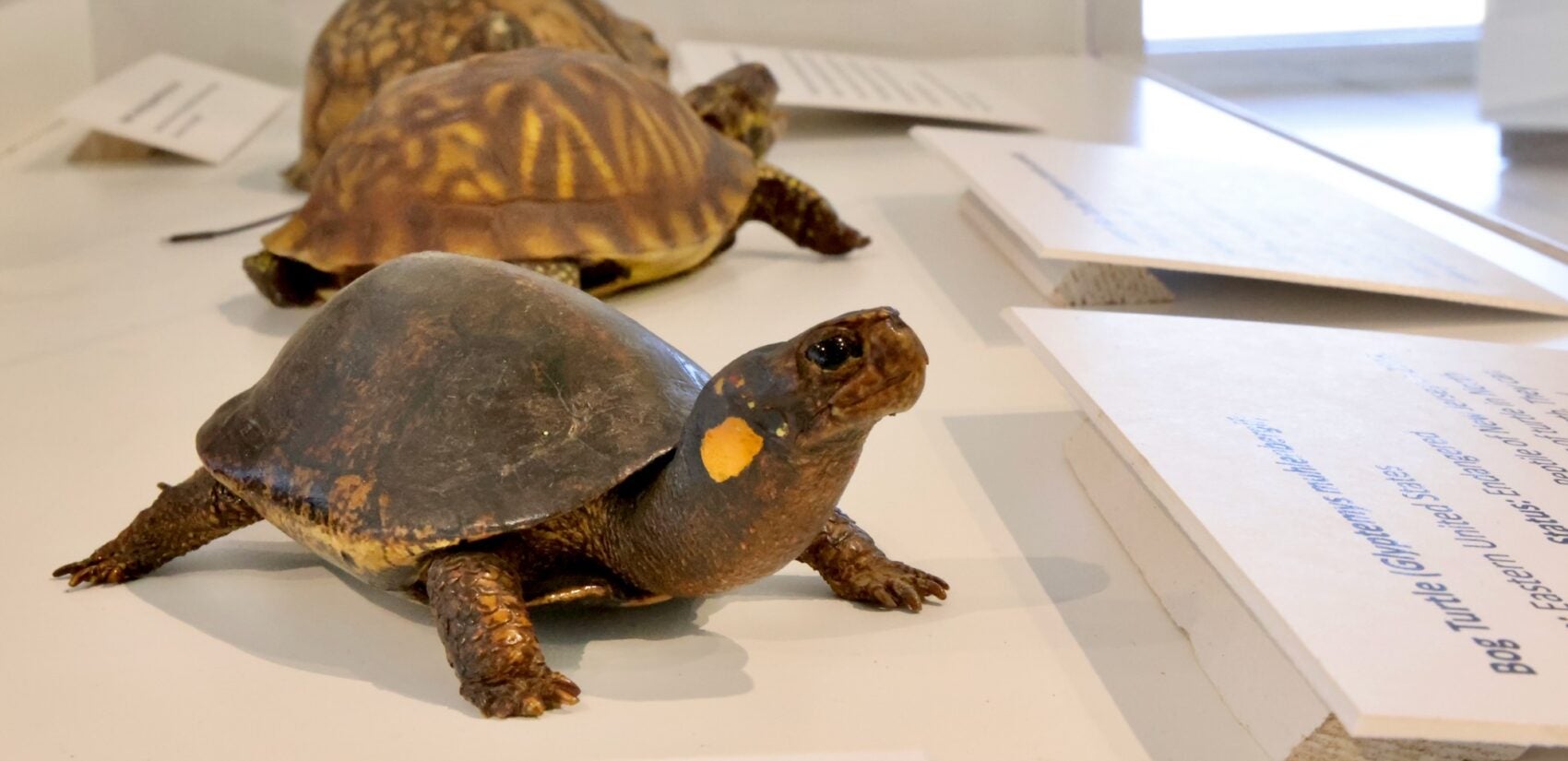 bog turtles on display in the exhibit