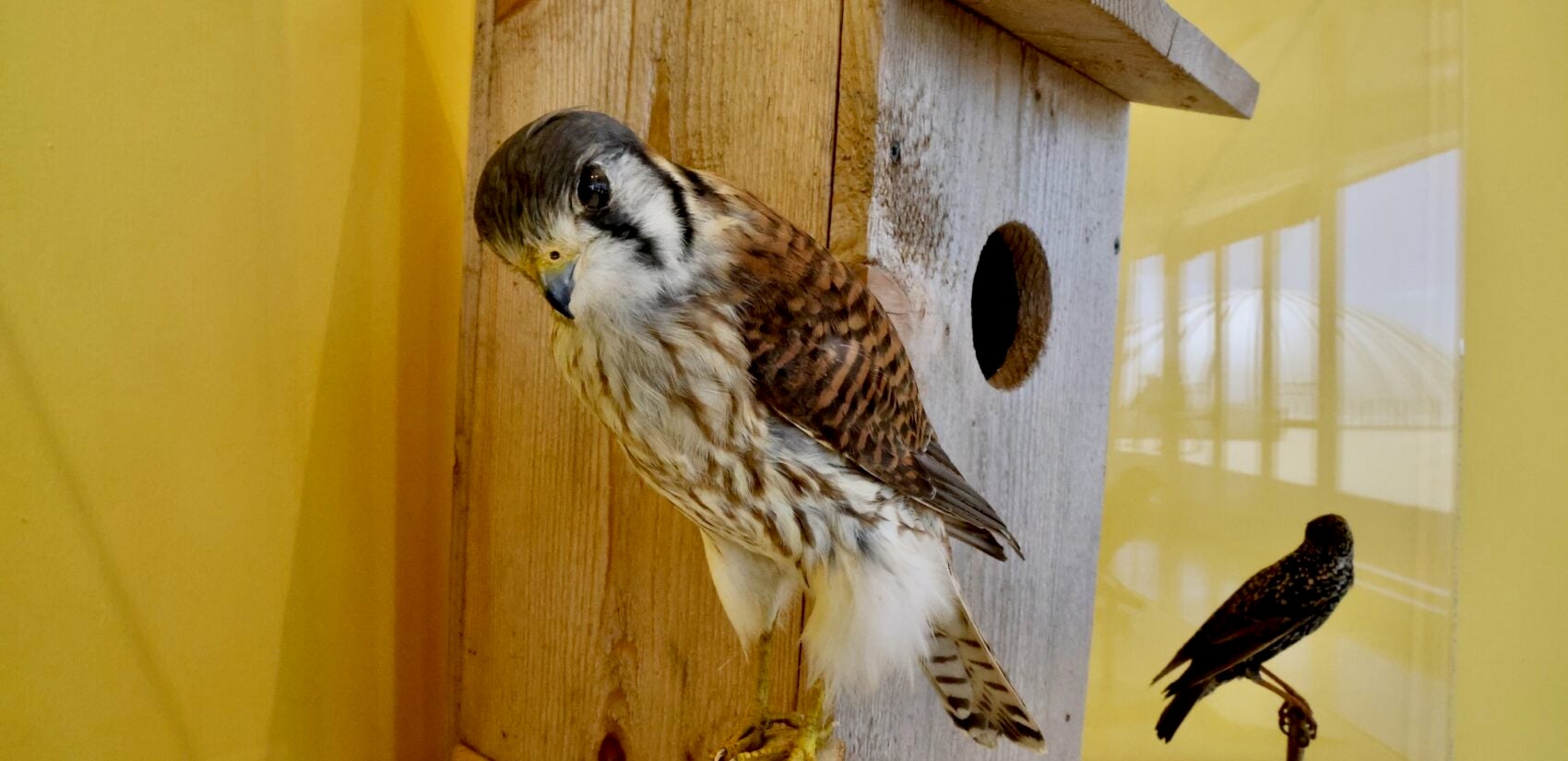 A bird and a birdhouse in the exhibit