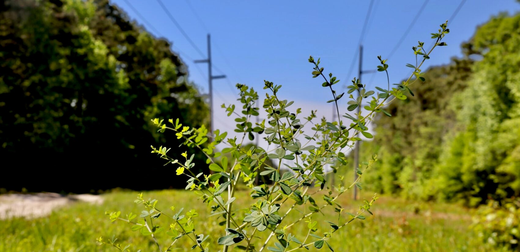 Wild Indigo growing in a field