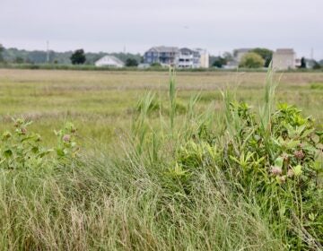 Grass in the salt marsh at Cooks Beach