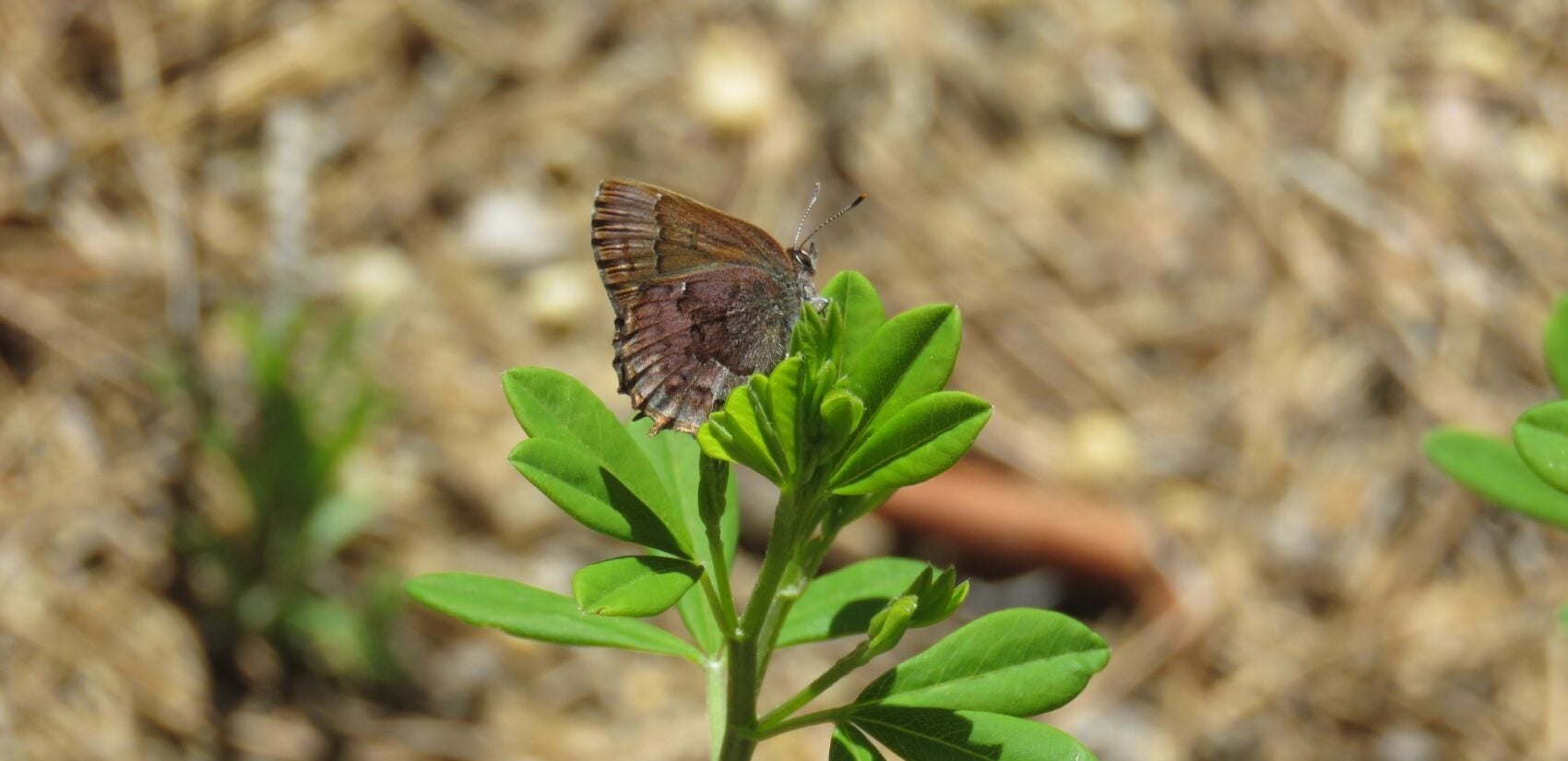 A butterfly on the leaf of a plant