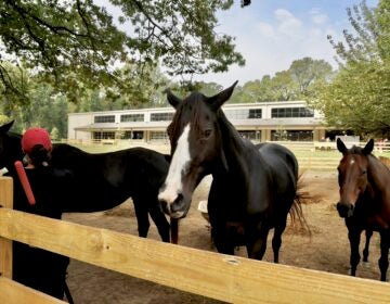 Several horses near the fence of a penned-in area