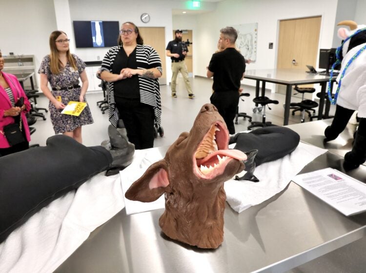 the clinical skills lab at the Shreiber School of Veterinary Medicine