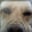 THE DEADLY DOG
