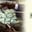 Dead Presidents