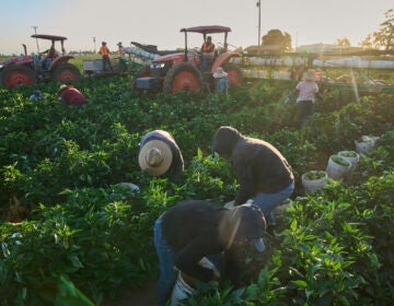 Migrant farmworkers pick a vegetable crop on an early morning in Fresno, Calif., on July 18, 2025. (AP Photo/Damian Dovarganes)