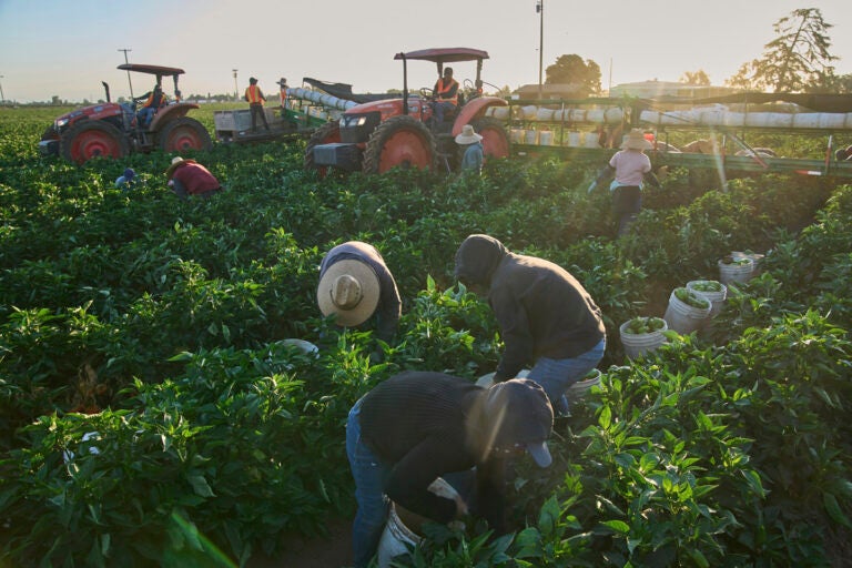 Migrant farmworkers pick a vegetable crop on an early morning in Fresno, Calif., on July 18, 2025. (AP Photo/Damian Dovarganes)