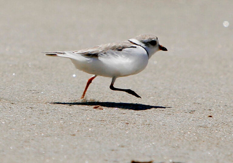 A piping plover runs across the beach