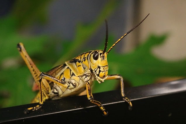 a grasshopper