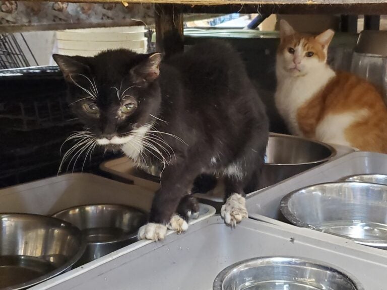Cats in rescue facility
