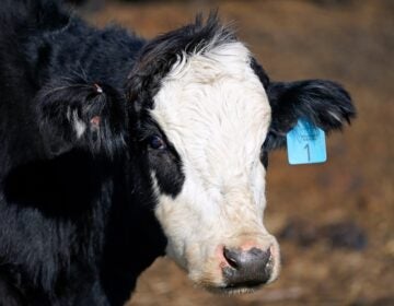 A cow stands in a pen