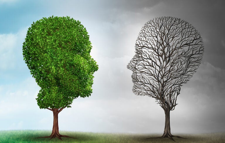 Two trees, one living and one dead facing each other