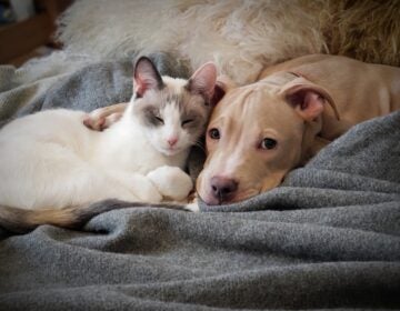 A dog and a cat lay on a bed