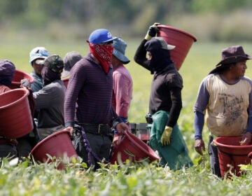 Farmworkers often have to enduring punishing temperatures while harvesting crops — and now, thanks to climate change, summers are getting even hotter and longer. Heat-related illnesses are just one of the many health risks that farmers and farmworkers face as part of their work. (AP Photo/Lynne Sladky)