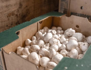 a box of white mushrooms