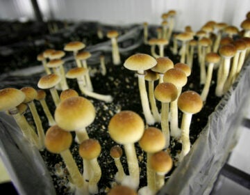 Psilocybin mushrooms are seen in a grow room