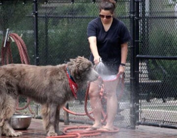 A dog gets cooled down with a water hose